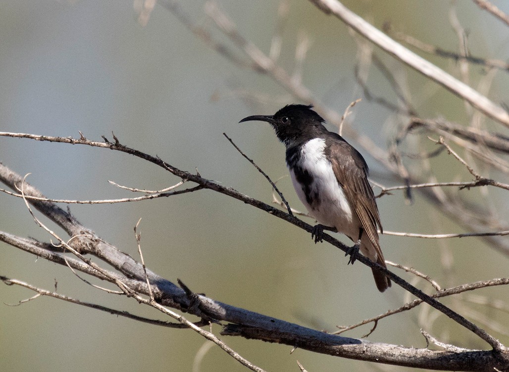 Black Honeyeater - ML394678281