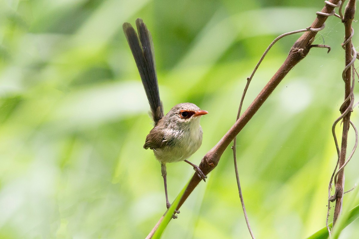 Variegated Fairywren - ML39467841