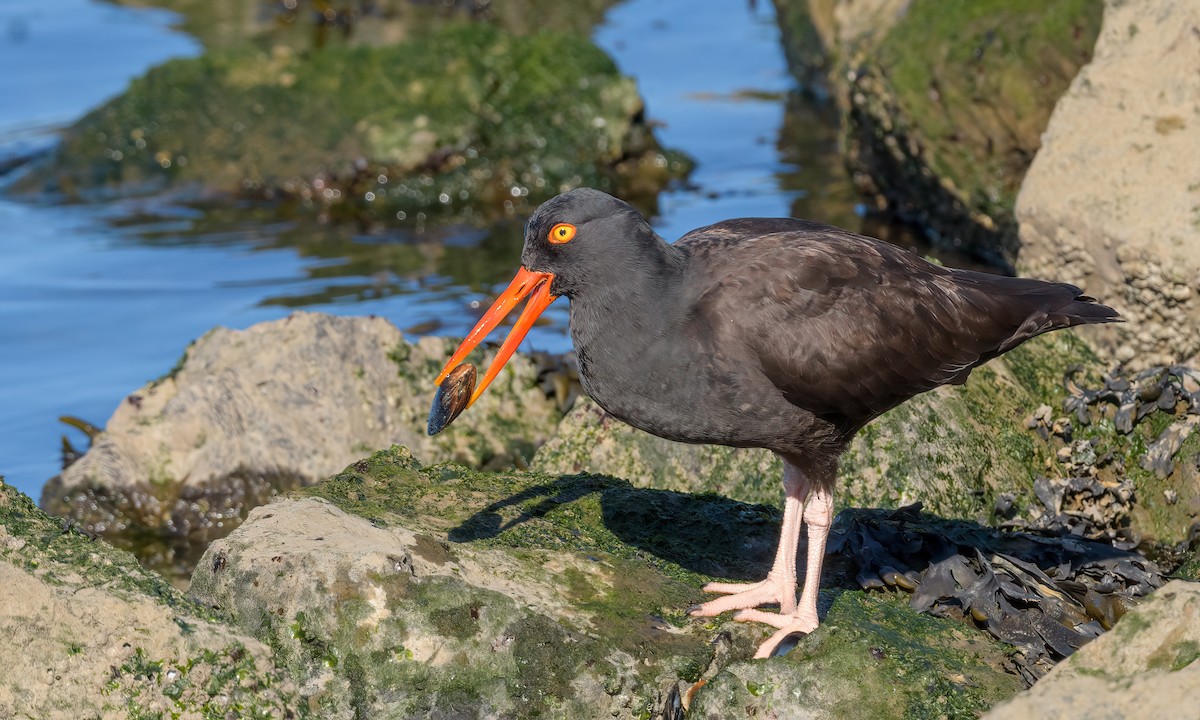 Black Oystercatcher - ML394680041