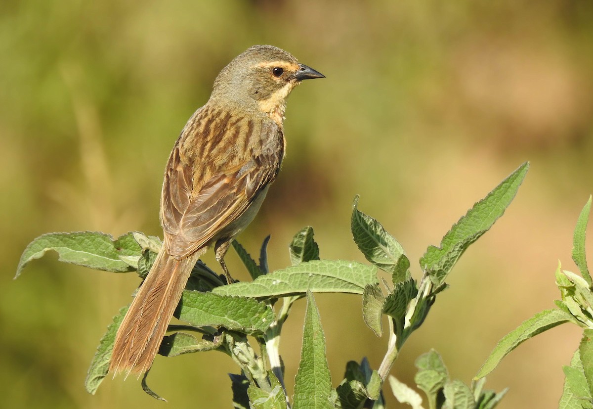 Long-tailed Reed Finch - ML394682621