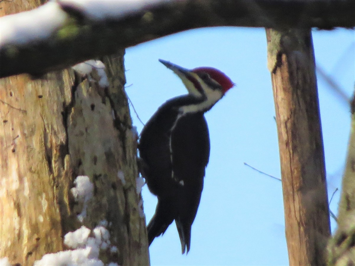 Pileated Woodpecker - Juliet Berger