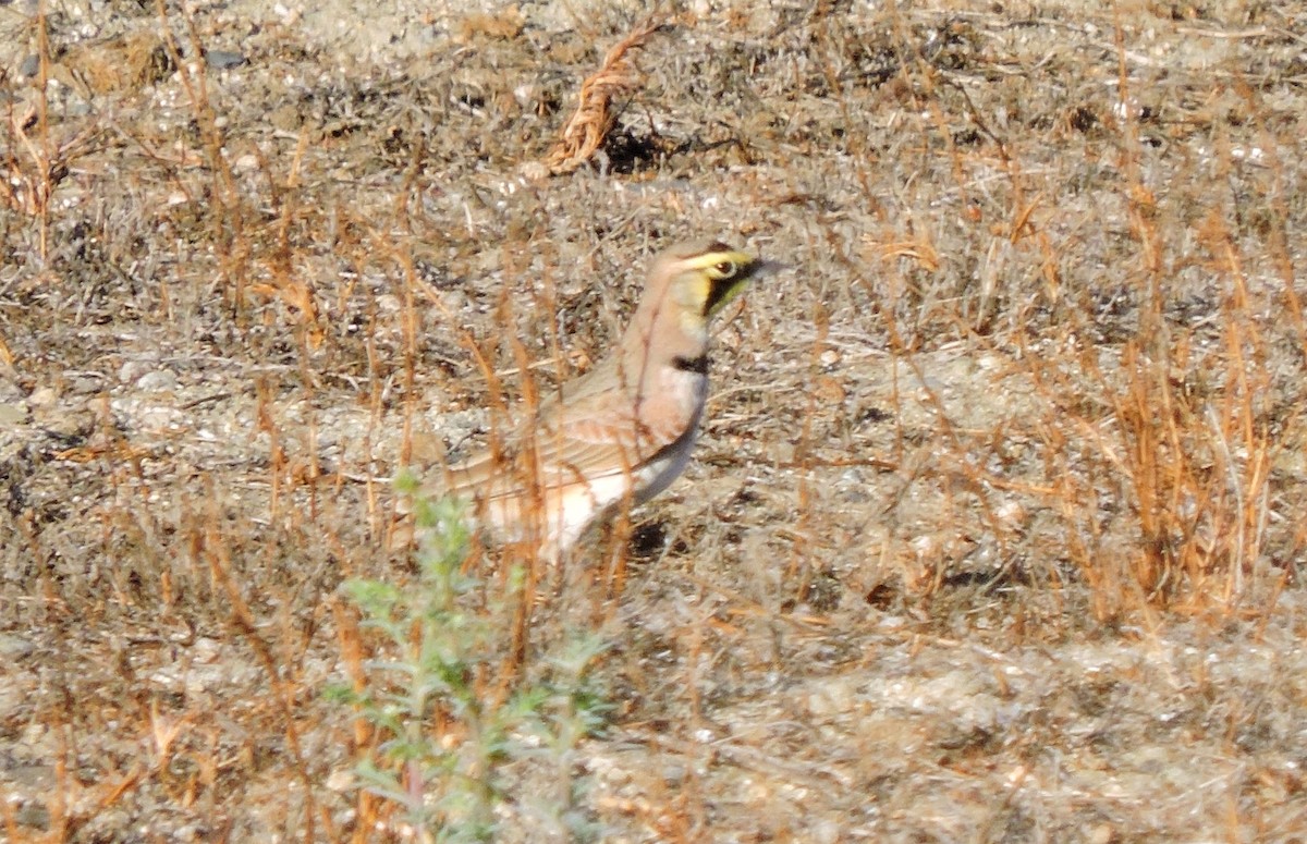 Horned Lark - ML39468291