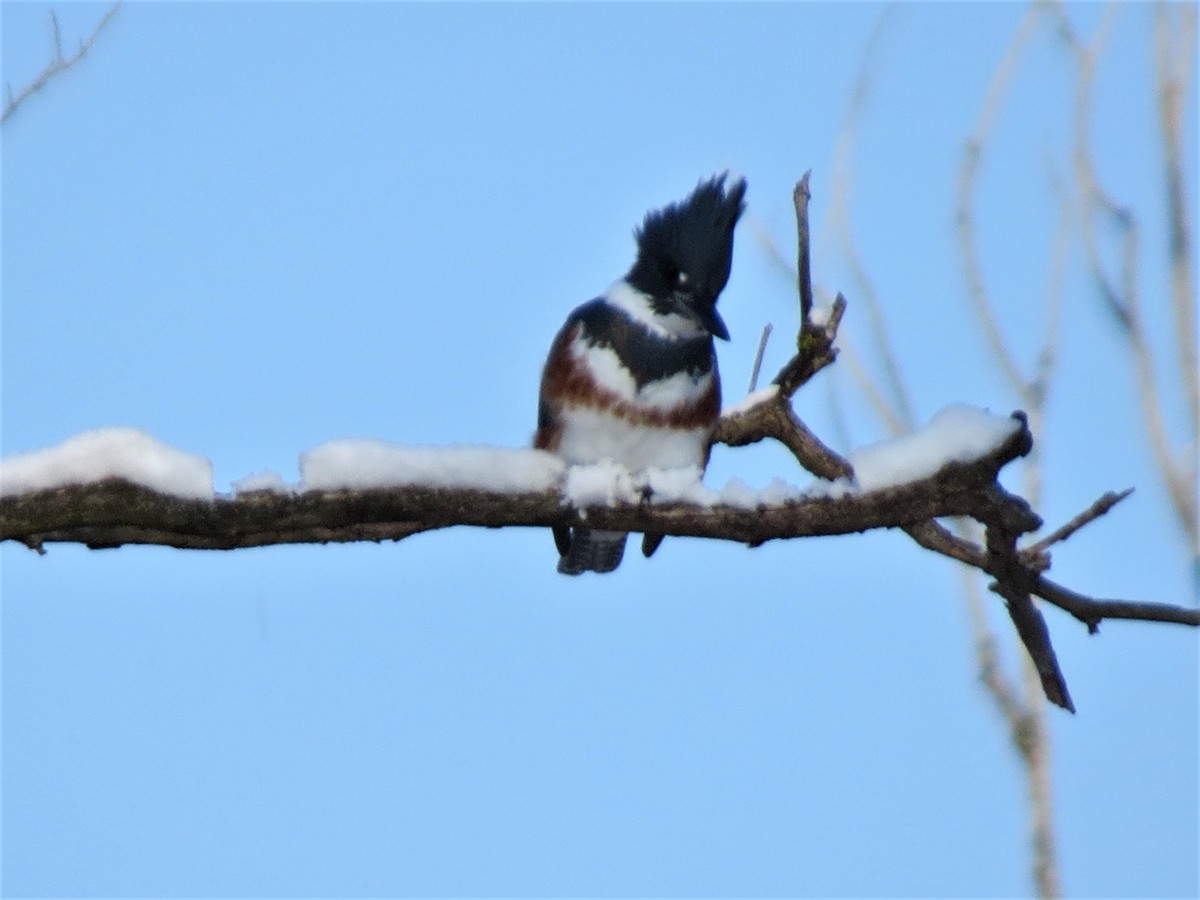 Belted Kingfisher - ML394683631