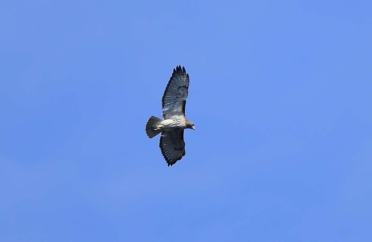 Red-tailed Hawk - ML394684391
