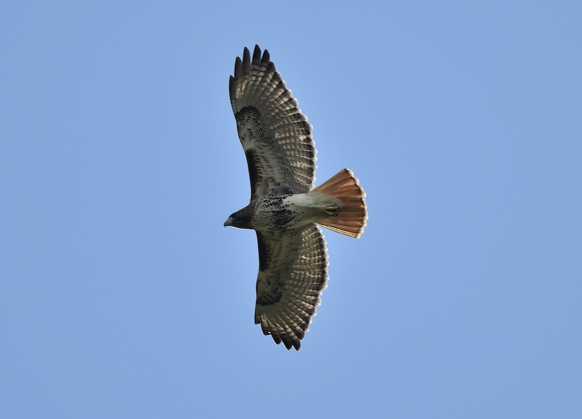 Red-tailed Hawk - ML394684401