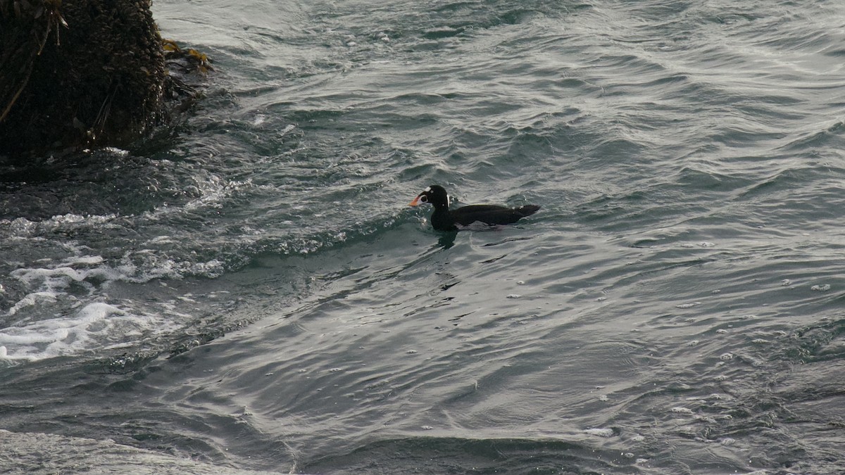 Surf Scoter - Jane Mygatt