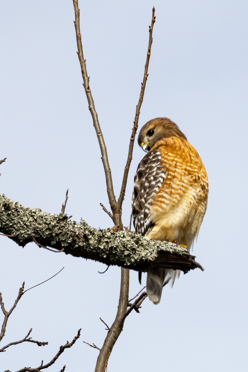 Red-shouldered Hawk - Sam Chambers