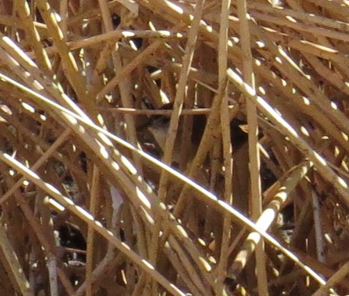 Marsh Wren - ML39468811