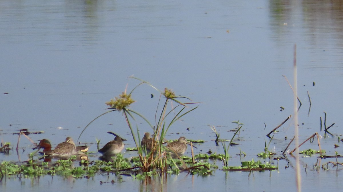 Green-winged Teal - ML394688451