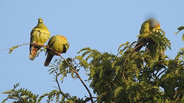 橙胸綠鳩 - ML394688791