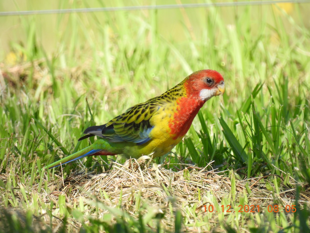 Eastern Rosella - ML394690121