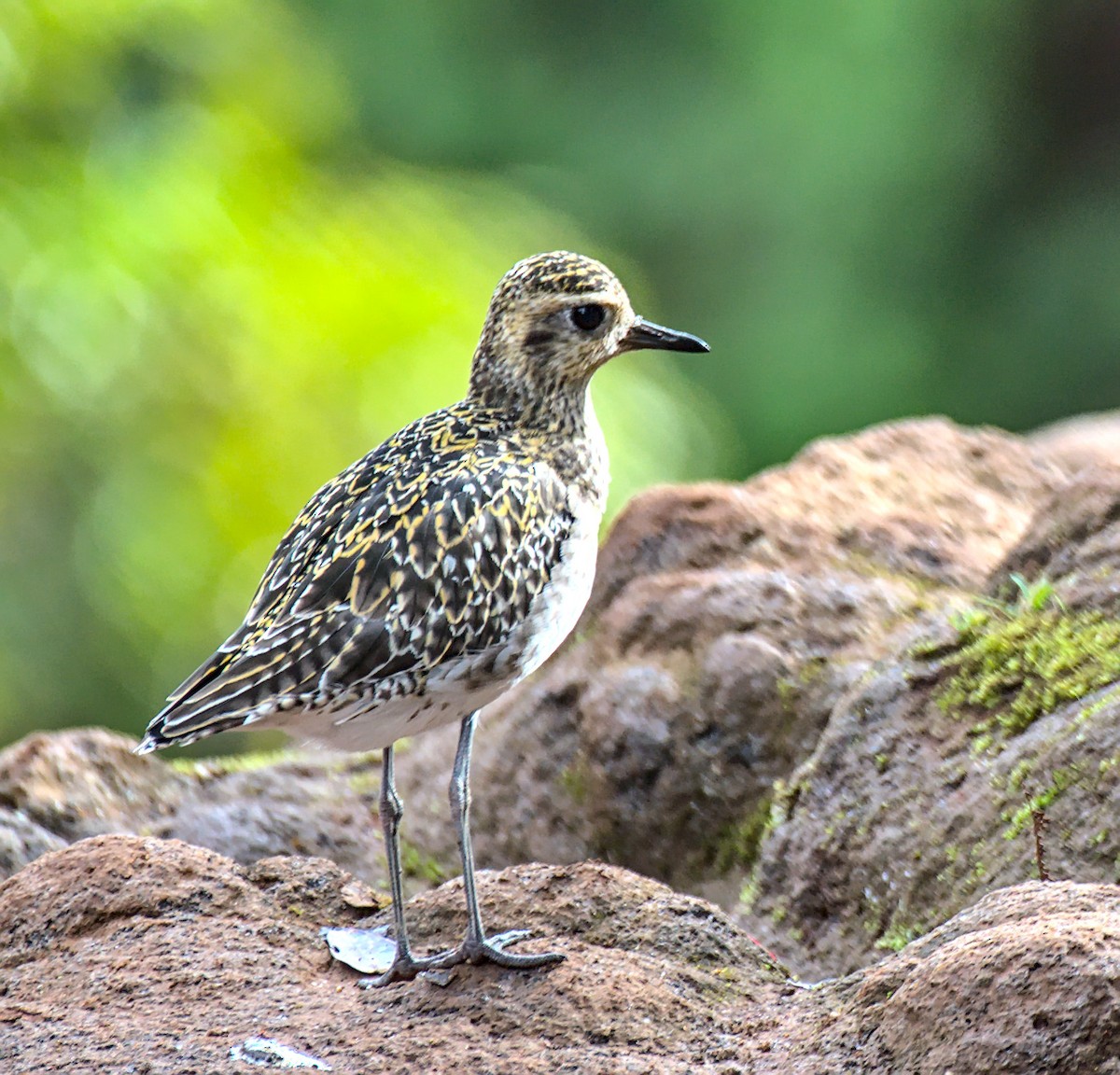 Pacific Golden-Plover - ML394690881