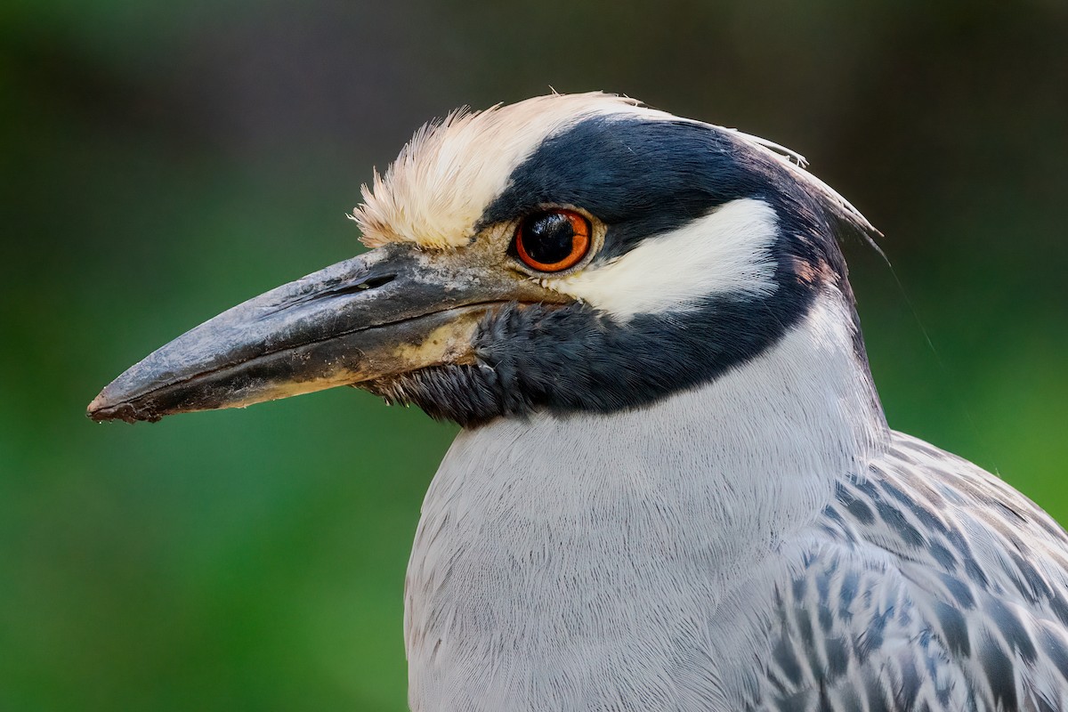 Yellow-crowned Night Heron - Neo Morpheus