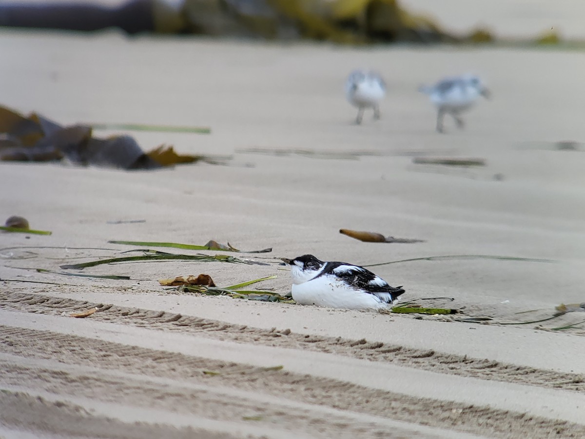 Marbled Murrelet - ML394697231