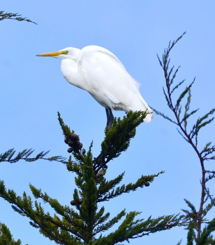 Grande Aigrette - ML394703481