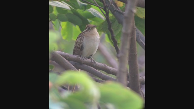 Striped Cuckoo - ML394703531