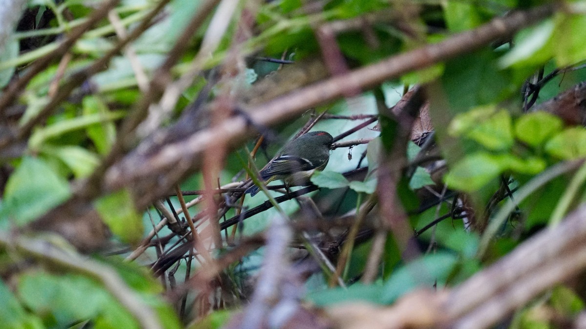 Ruby-crowned Kinglet - ML394703701