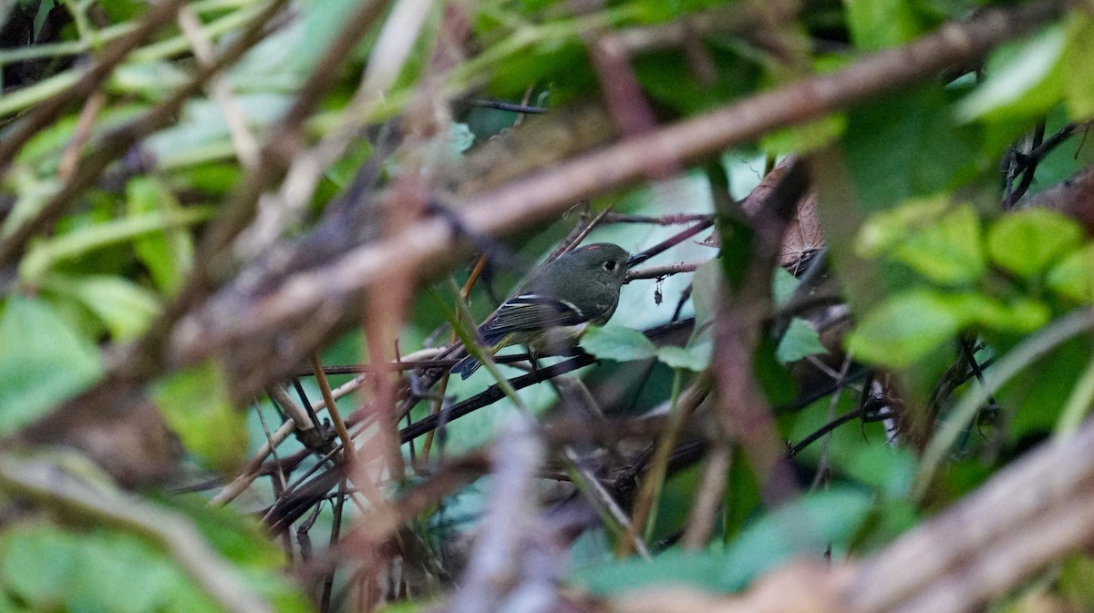 Ruby-crowned Kinglet - ML394703711