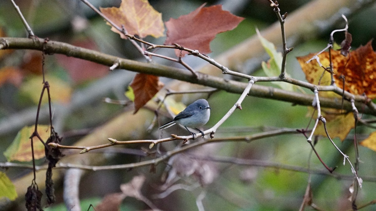 Blue-gray Gnatcatcher - Jean-Luc Guilbeaux