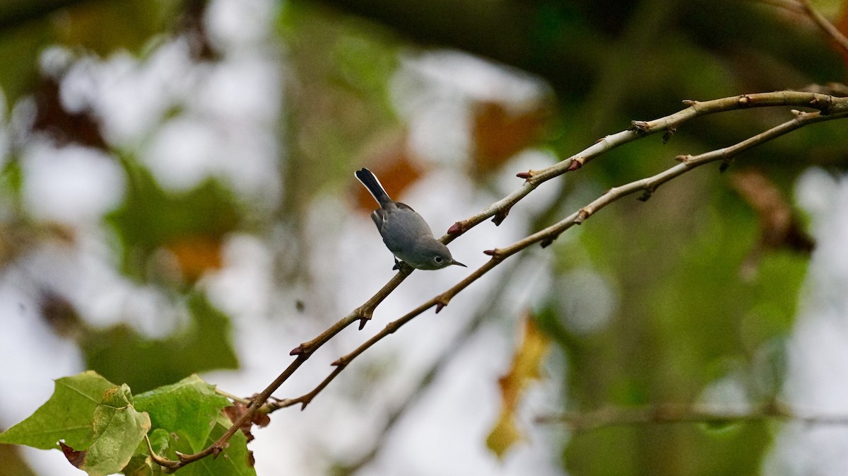 Blue-gray Gnatcatcher - Jean-Luc Guilbeaux