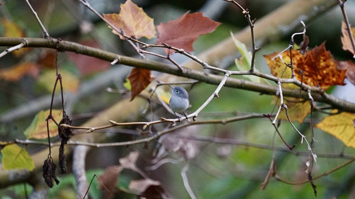 Blue-gray Gnatcatcher - ML394703991