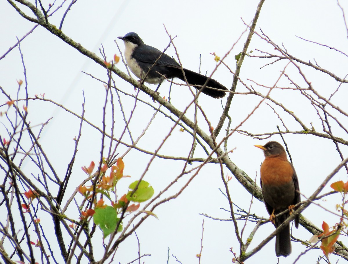 Blue-and-white Mockingbird - ML39470411