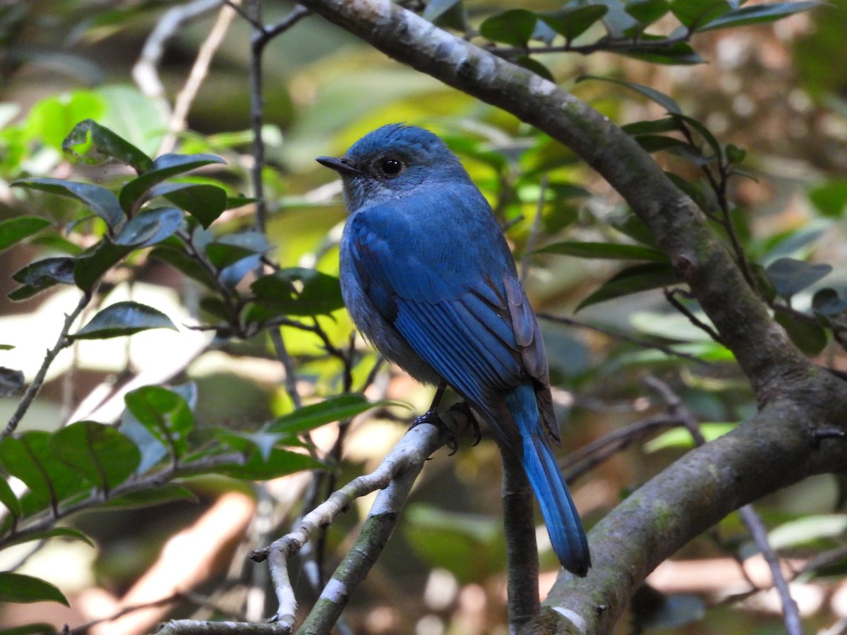 Verditer Flycatcher - Stephen Matthews