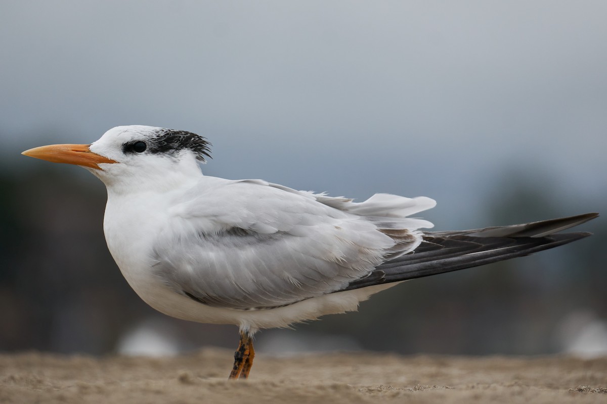 Royal Tern - Grigory Heaton