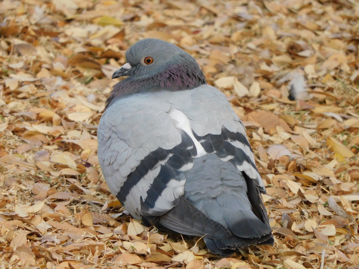 Rock Pigeon (Feral Pigeon) - ML394707311