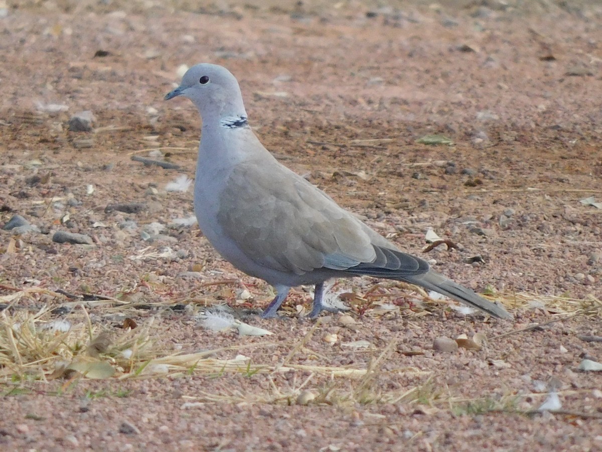 Eurasian Collared-Dove - ML394707411