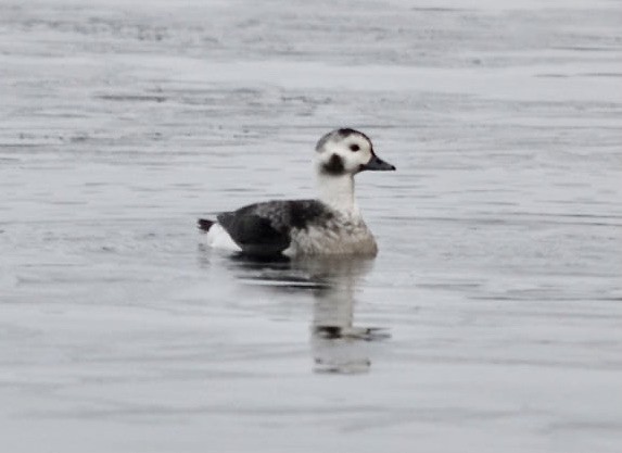 Long-tailed Duck - ML394707461