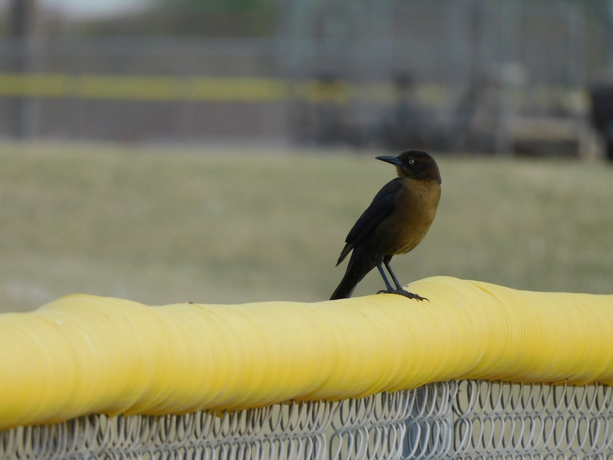 Great-tailed Grackle - ML394707841