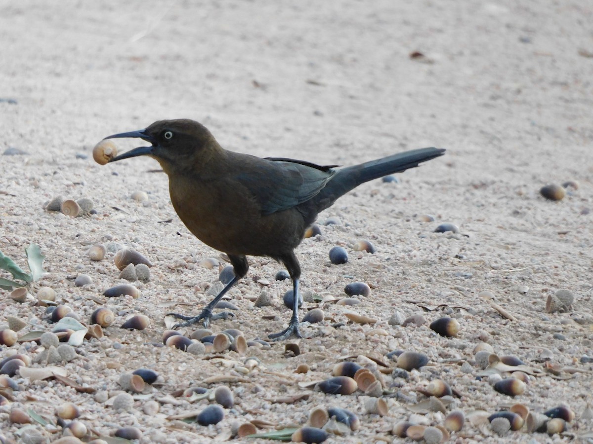 Great-tailed Grackle - NC B