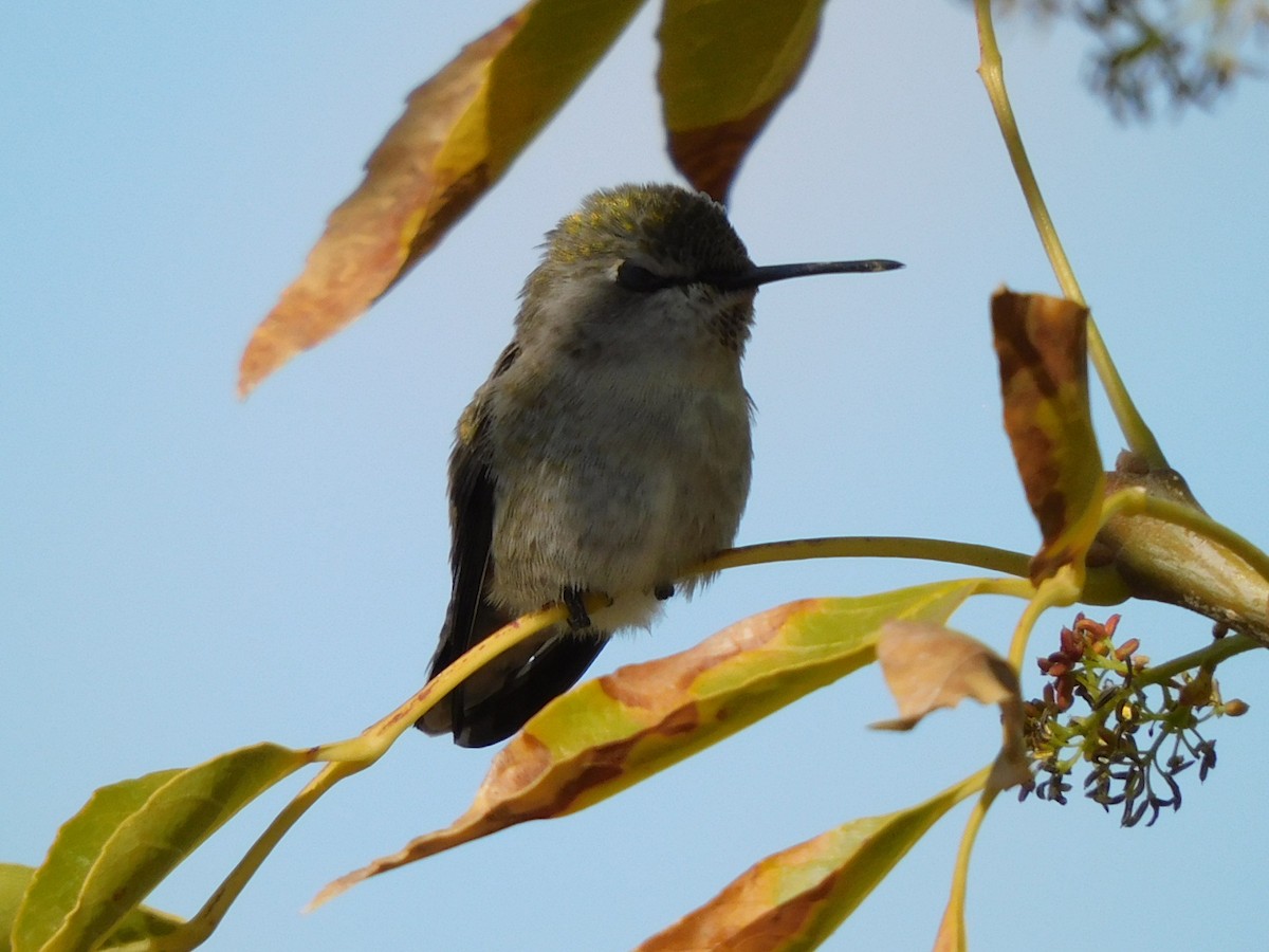 Costa's Hummingbird - ML394708431