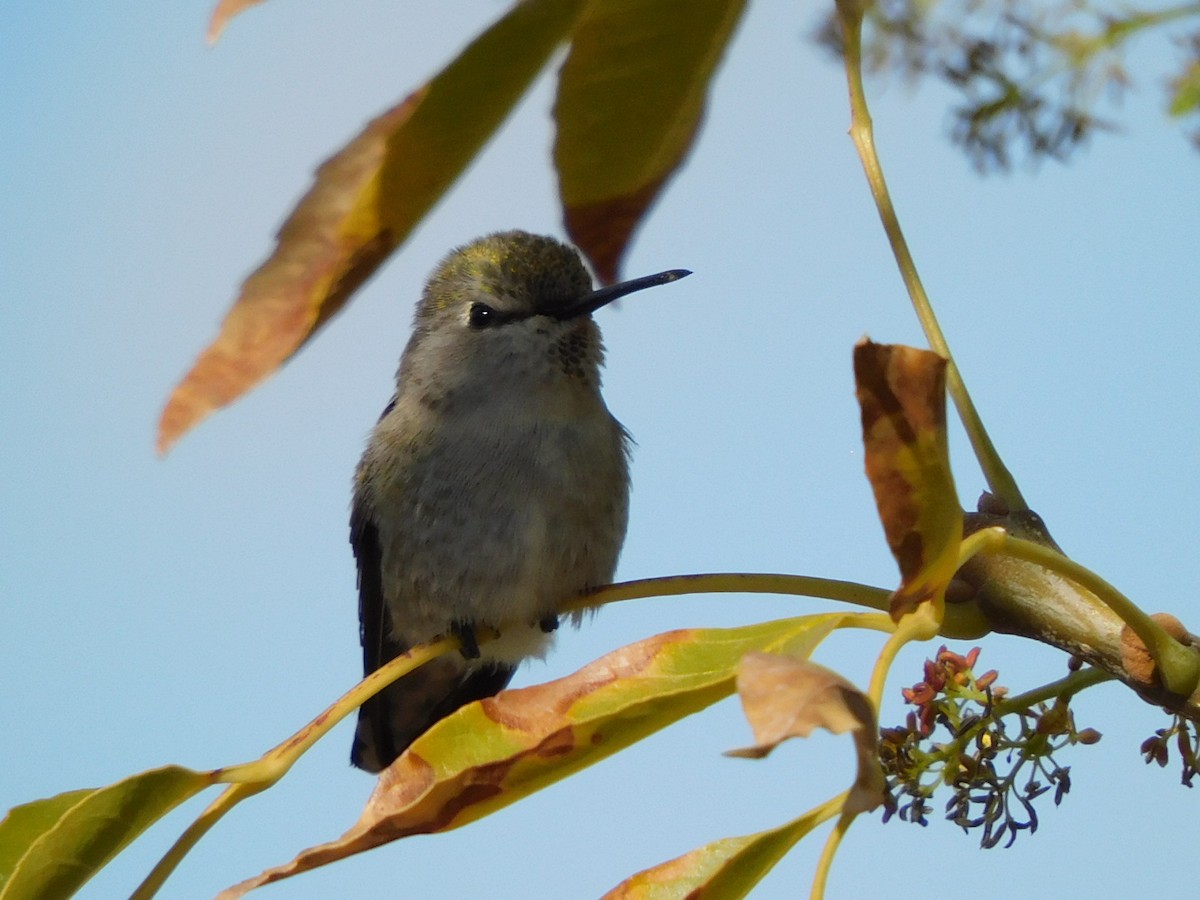 Costa's Hummingbird - ML394708441