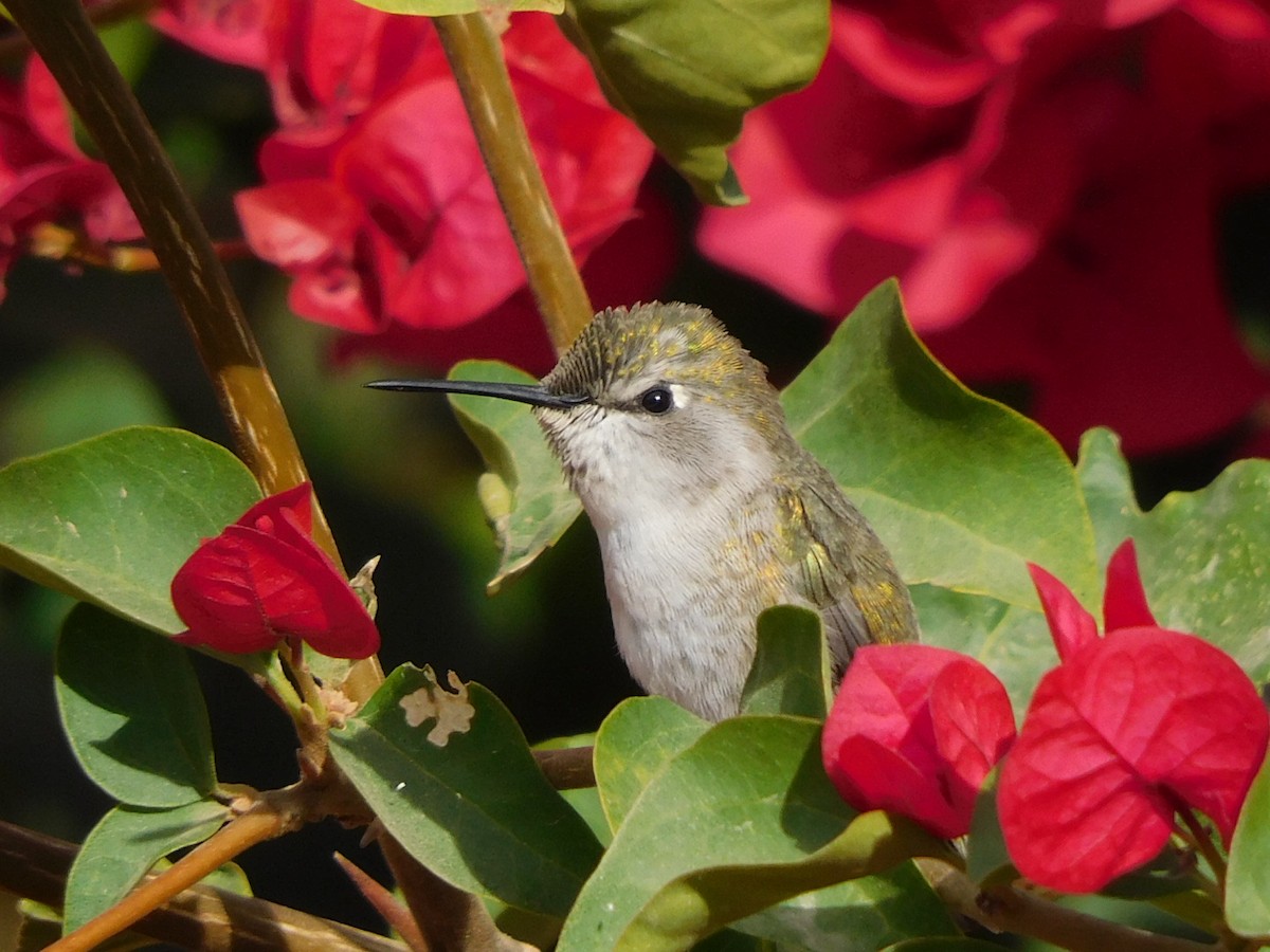 Costa's Hummingbird - ML394708451