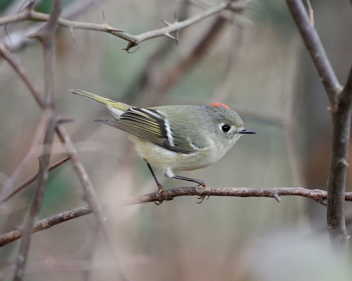 Ruby-crowned Kinglet - ML394708461