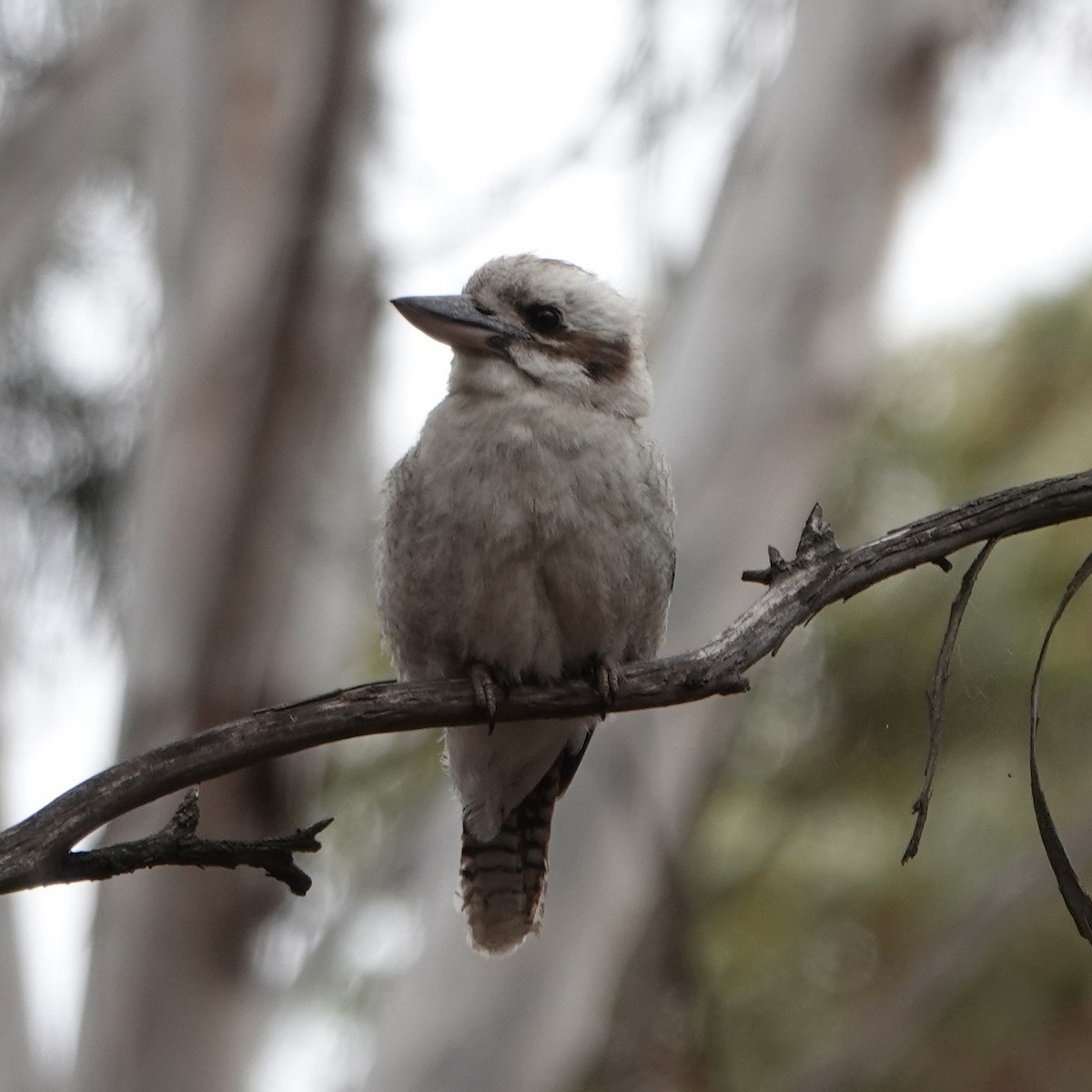 Laughing Kookaburra - John Beckworth