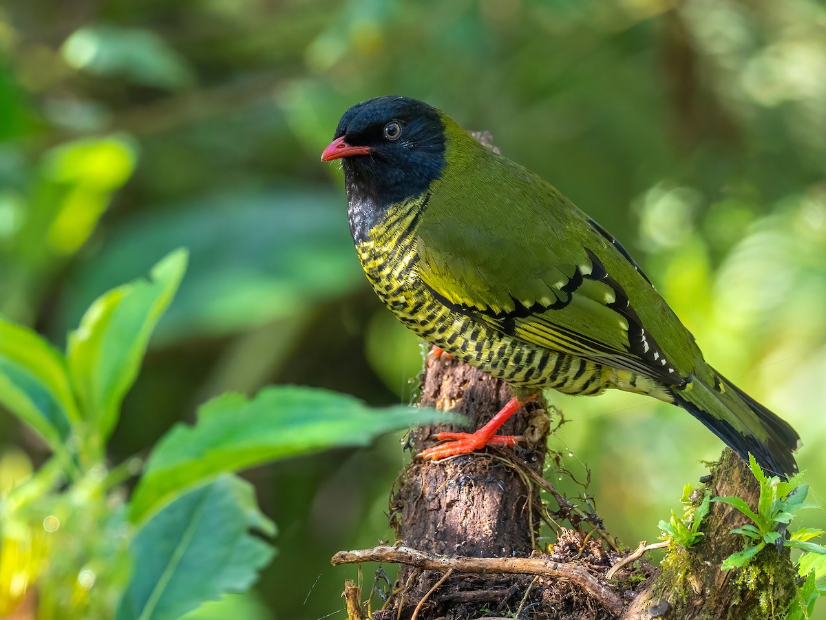 Barred Fruiteater - Andres Vasquez Noboa