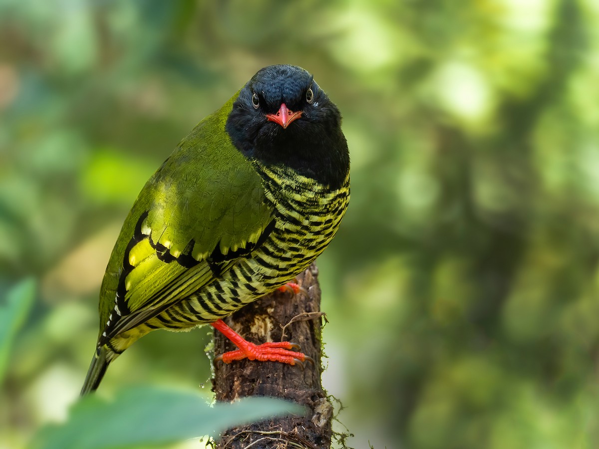 Barred Fruiteater - Andres Vasquez Noboa