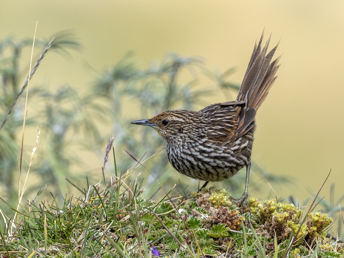 Many-striped Canastero - Andres Vasquez Noboa