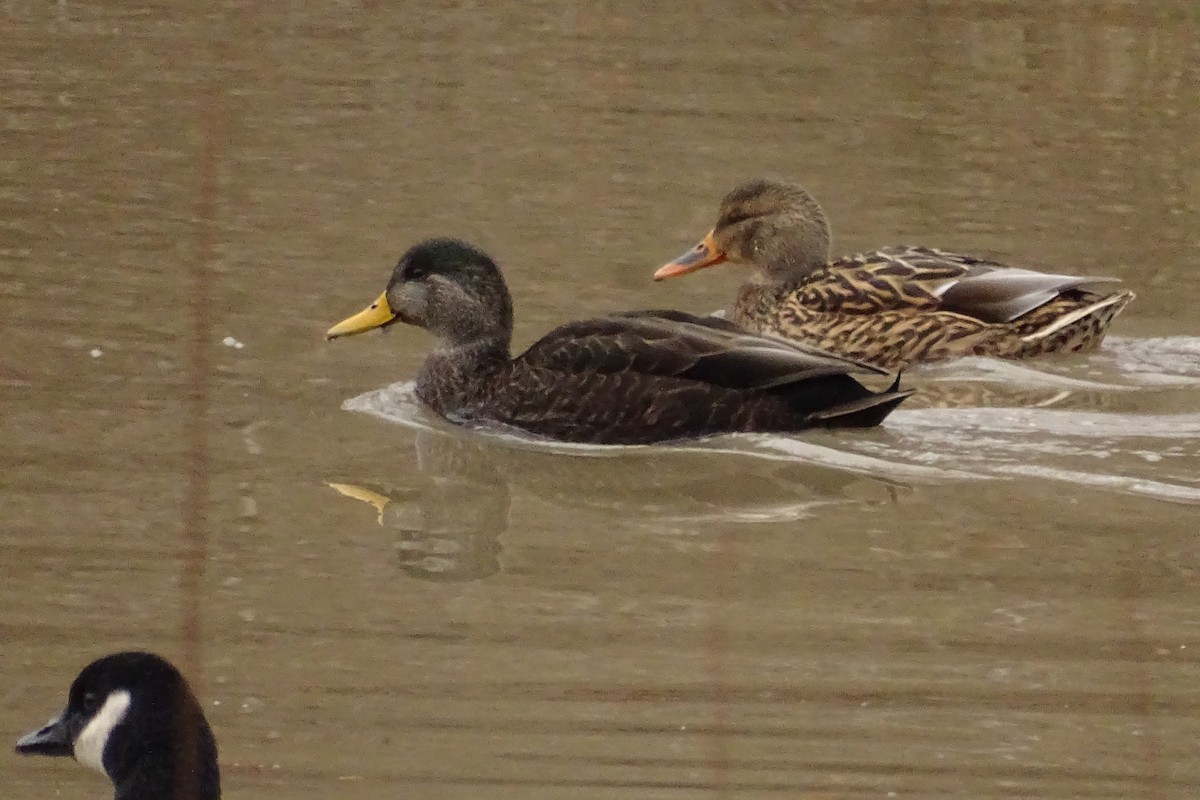 American Black Duck - ML394714261