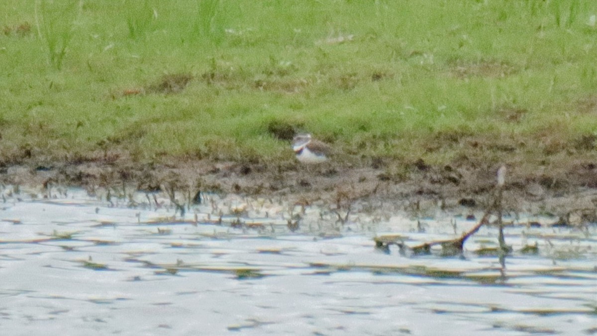 Three-banded Plover - ML394715251