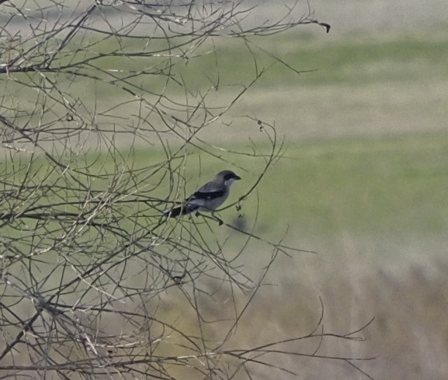 Loggerhead Shrike - ML394716601