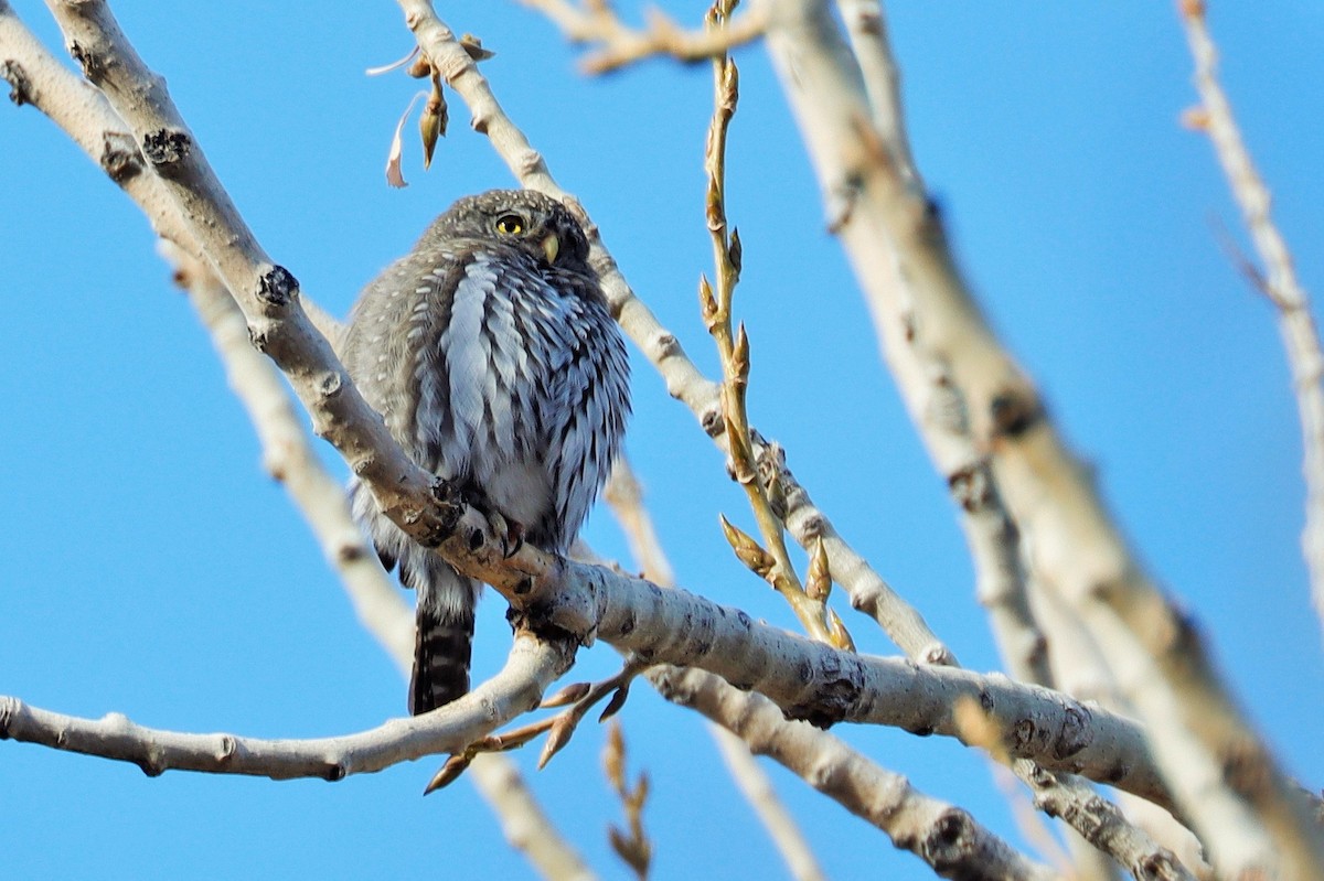 Northern Pygmy-Owl - ML394716661
