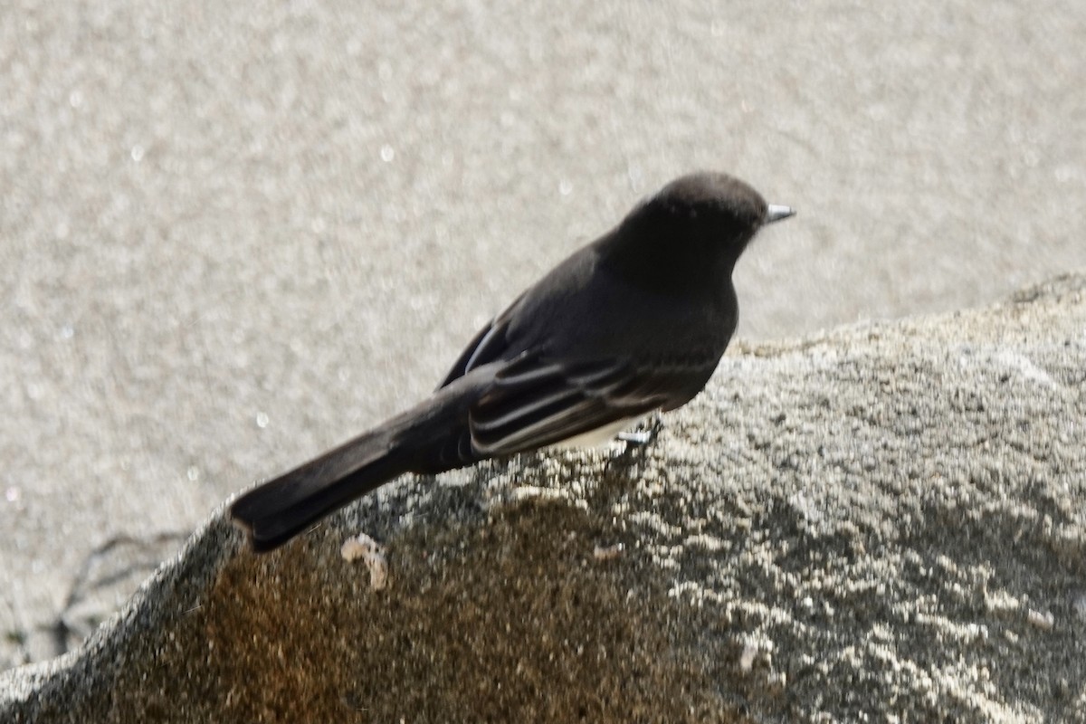 Black Phoebe - Matthew Auchter