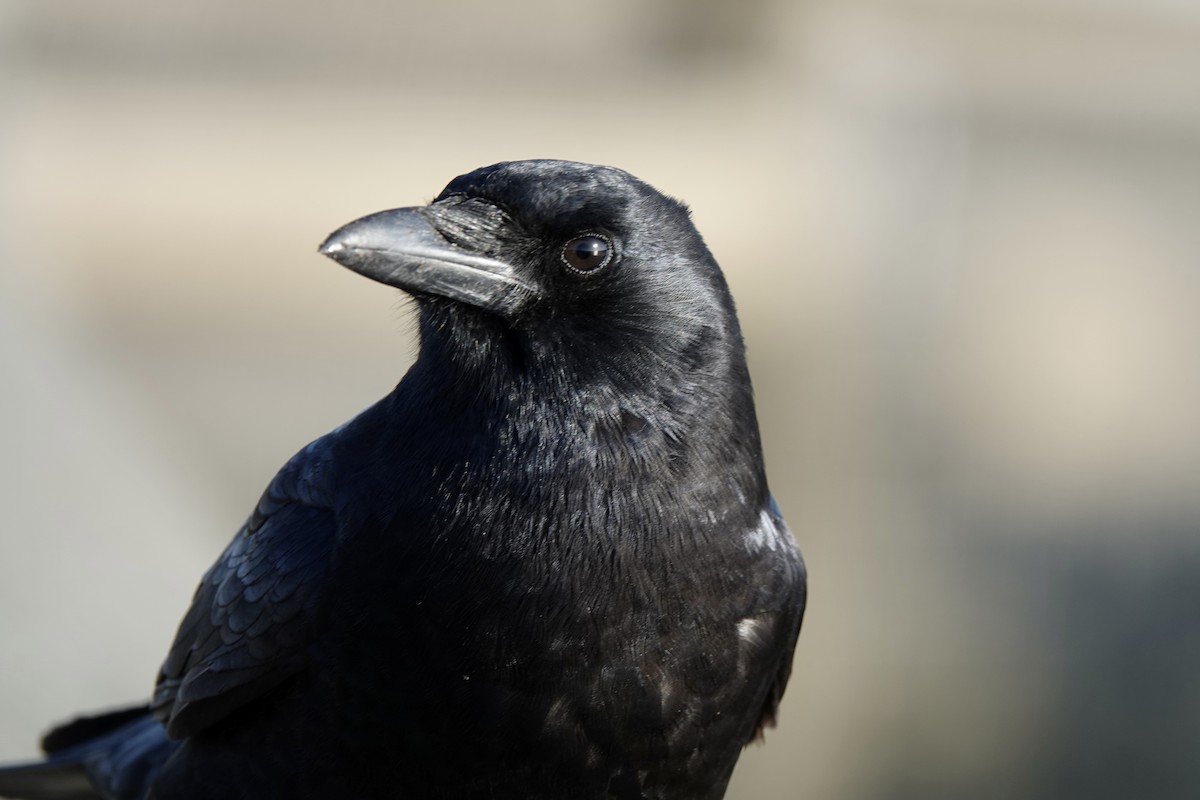 American Crow - ML394717091