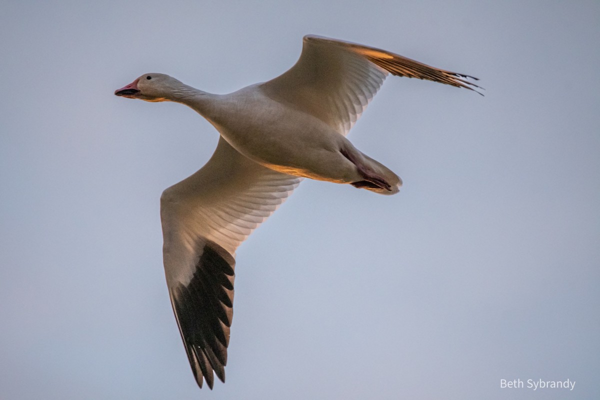 ハクガン - ML394717351