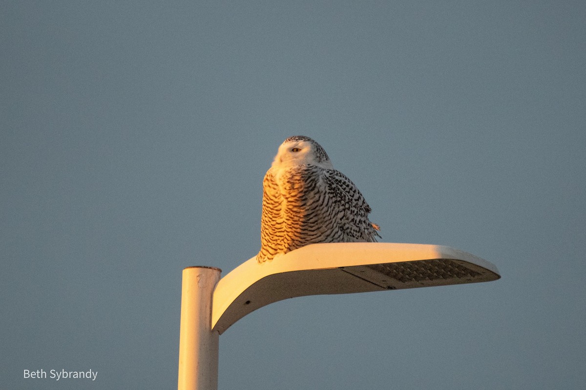 Snowy Owl - James and Beth Sybrandy 🦅