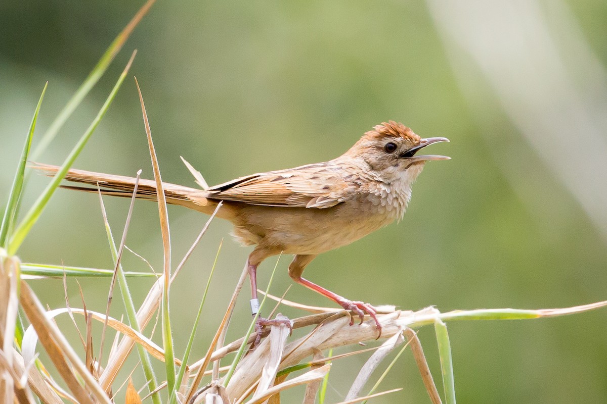 Tawny Grassbird - Vanessa Mylett